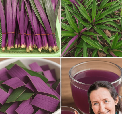 Unlock the Hidden Powers of the Purple Maguey: Nature’s Purple Elixir That Could Transform Your Health and Heritage Unlock the Hidden Powers of the Purple Maguey: Nature’s Purple Elixir That Could Transform Your Health and Heritage