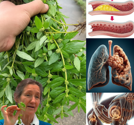 Discover the Hidden Healing Wonders of Euphorbia Hirta: Could This Humble Weed Be Your Ultimate Natural Remedy? Discover the Hidden Healing Wonders of Euphorbia Hirta: Could This Humble Weed Be Your Ultimate Natural Remedy?