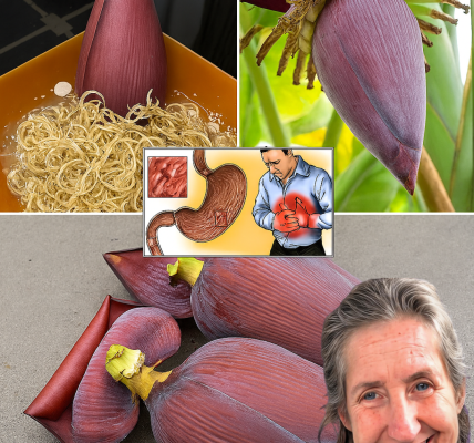 Unlock the Secret Power of Banana Blossom: Nature’s Hidden Superfood Revolutionizing Your Plate Unlock the Secret Power of Banana Blossom: Nature’s Hidden Superfood Revolutionizing Your Plate