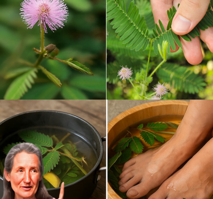 Mimosa Pudica: The Shy Plant with Sensational Healing Powers 🌱 Mimosa Pudica: The Shy Plant with Sensational Healing Powers 🌱