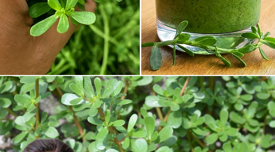 🌿 Discover Purslane: The Secret Superfood That Outshines Meat