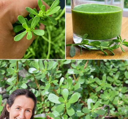 🌿 Discover Purslane: The Secret Superfood That Outshines Meat 🌿 Discover Purslane: The Secret Superfood That Outshines Meat