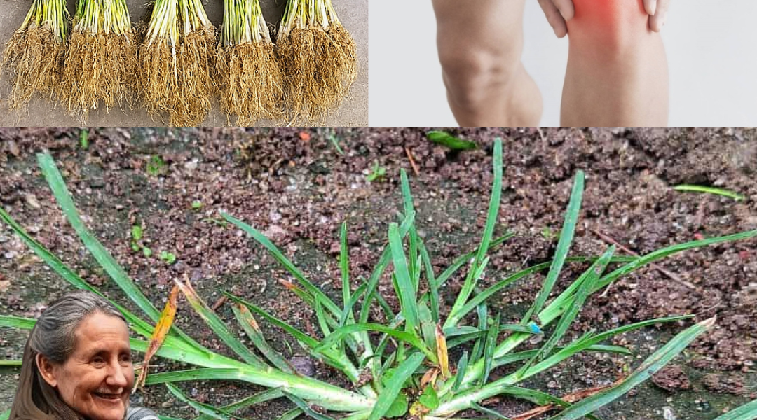 🌿 Unlock the Hidden Power of Goosegrass: Nature’s Secret Superherb Revealed 🌿 Unlock the Hidden Power of Goosegrass: Nature’s Secret Superherb Revealed