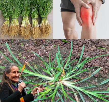 🌿 Unlock the Hidden Power of Goosegrass: Nature’s Secret Superherb Revealed 🌿 Unlock the Hidden Power of Goosegrass: Nature’s Secret Superherb Revealed