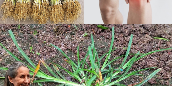 🌿 Unlock the Hidden Power of Goosegrass: Nature’s Secret Superherb Revealed 🌿 Unlock the Hidden Power of Goosegrass: Nature’s Secret Superherb Revealed