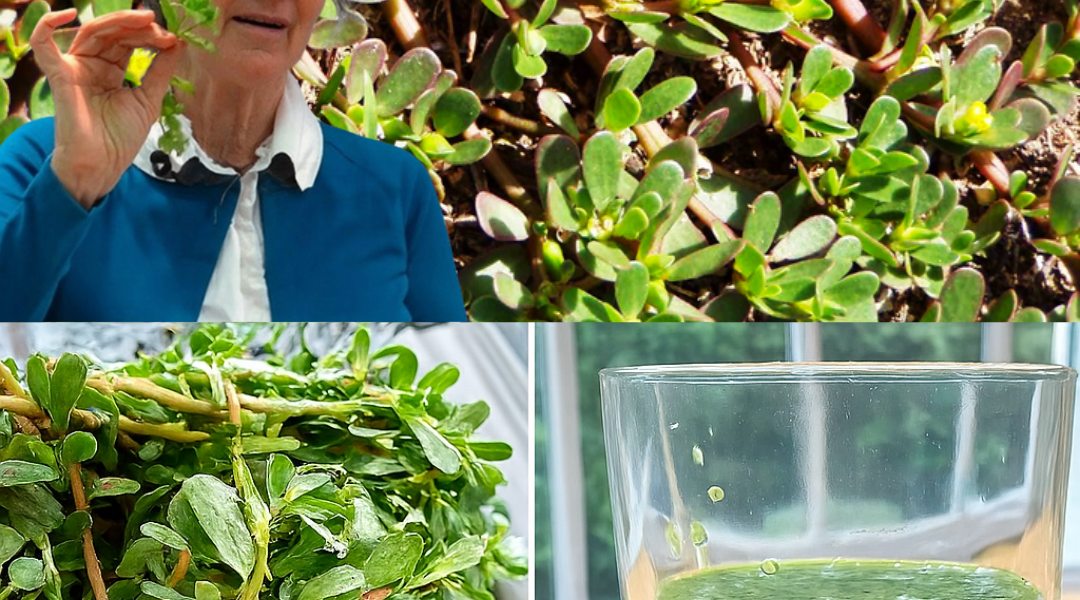 Discover the Hidden Power of Purslane: The Overlooked Superfood Your Body Needs Discover the Hidden Power of Purslane: The Overlooked Superfood Your Body Needs