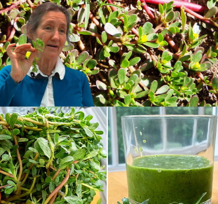 Discover the Hidden Power of Purslane: The Overlooked Superfood Your Body Needs Discover the Hidden Power of Purslane: The Overlooked Superfood Your Body Needs