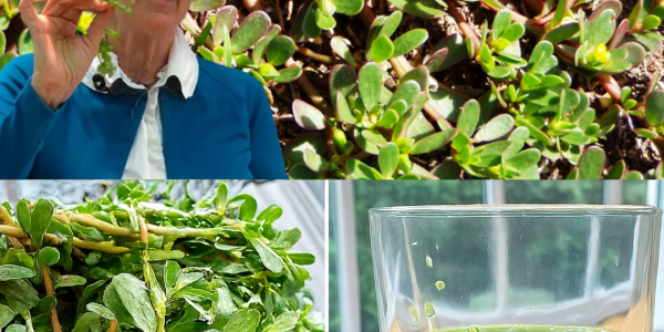 Discover the Hidden Power of Purslane: The Overlooked Superfood Your Body Needs