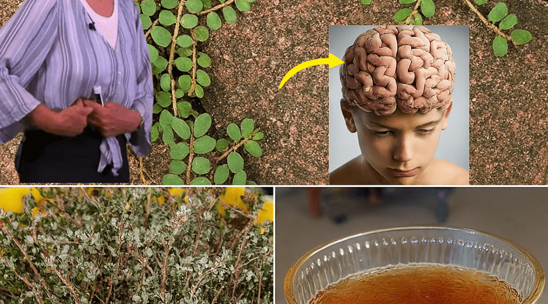 Unveil the Secret Power of Euphorbia Thymifolia: Nature’s Mighty Healer You’ll Wish You Knew Sooner Unveil the Secret Power of Euphorbia Thymifolia: Nature’s Mighty Healer You’ll Wish You Knew Sooner