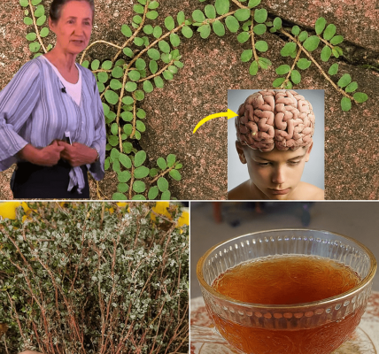 Unveil the Secret Power of Euphorbia Thymifolia: Nature’s Mighty Healer You’ll Wish You Knew Sooner Unveil the Secret Power of Euphorbia Thymifolia: Nature’s Mighty Healer You’ll Wish You Knew Sooner