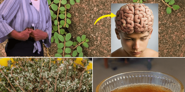 Unveil the Secret Power of Euphorbia Thymifolia: Nature’s Mighty Healer You’ll Wish You Knew Sooner