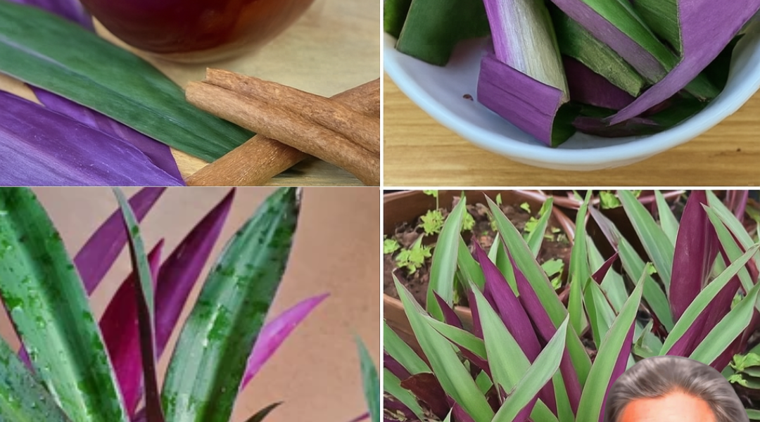 Purple Maguey: The Vibrant Superplant to Revolutionize Your Wellness Routine Purple Maguey: The Vibrant Superplant to Revolutionize Your Wellness Routine