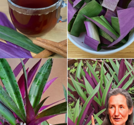 Purple Maguey: The Vibrant Superplant to Revolutionize Your Wellness Routine Purple Maguey: The Vibrant Superplant to Revolutionize Your Wellness Routine
