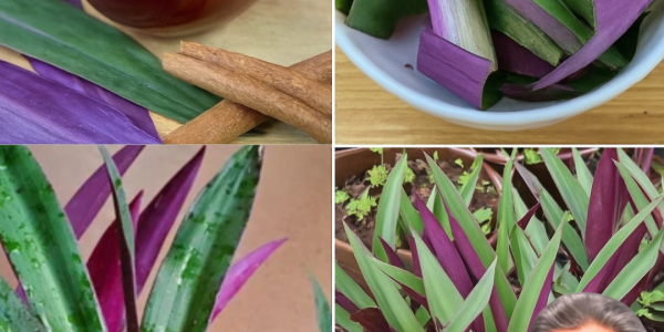 Purple Maguey: The Vibrant Superplant to Revolutionize Your Wellness Routine Purple Maguey: The Vibrant Superplant to Revolutionize Your Wellness Routine