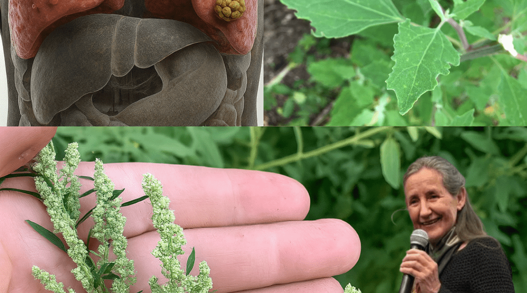 🌿 Lamb’s Quarters: The Hidden Gem of Your Garden and Kitchen 🌿 Lamb’s Quarters: The Hidden Gem of Your Garden and Kitchen