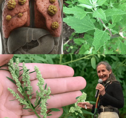 🌿 Lamb’s Quarters: The Hidden Gem of Your Garden and Kitchen 🌿 Lamb’s Quarters: The Hidden Gem of Your Garden and Kitchen
