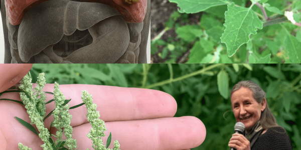 🌿 Lamb’s Quarters: The Hidden Gem of Your Garden and Kitchen 🌿 Lamb’s Quarters: The Hidden Gem of Your Garden and Kitchen