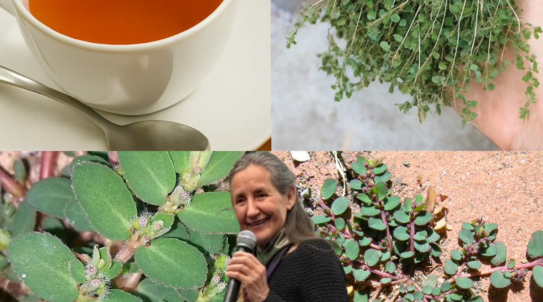 🌿 Euphorbia Prostrata: The Hidden Healing Power of a Humble Weed 🌿 Euphorbia Prostrata: The Hidden Healing Power of a Humble Weed