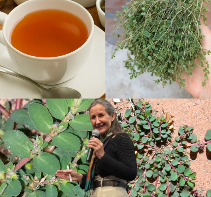 🌿 Euphorbia Prostrata: The Hidden Healing Power of a Humble Weed 🌿 Euphorbia Prostrata: The Hidden Healing Power of a Humble Weed