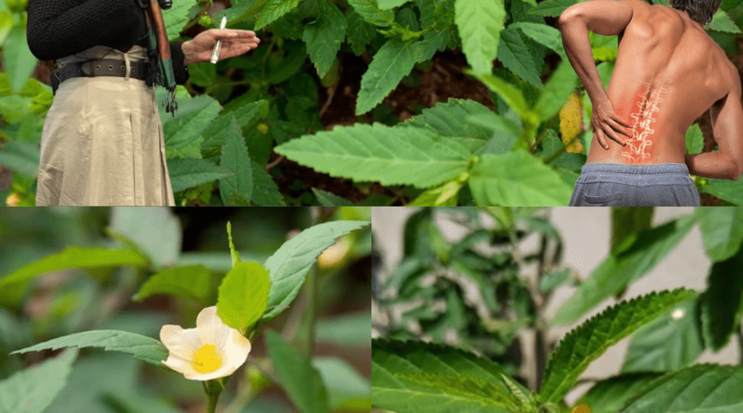 🌿 Unravel the Mystery of Sida Acuta: The Hidden Powerhouse of Nature