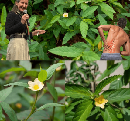 🌿 Unravel the Mystery of Sida Acuta: The Hidden Powerhouse of Nature 🌿 Unravel the Mystery of Sida Acuta: The Hidden Powerhouse of Nature