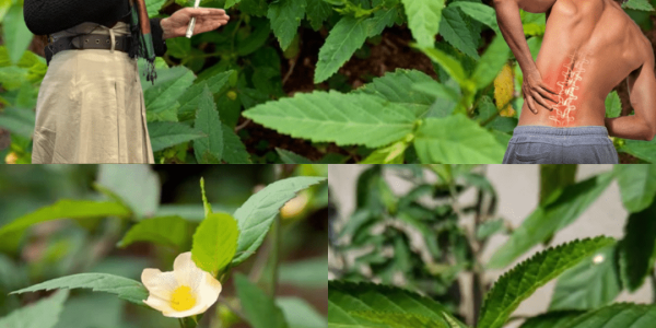 🌿 Unravel the Mystery of Sida Acuta: The Hidden Powerhouse of Nature