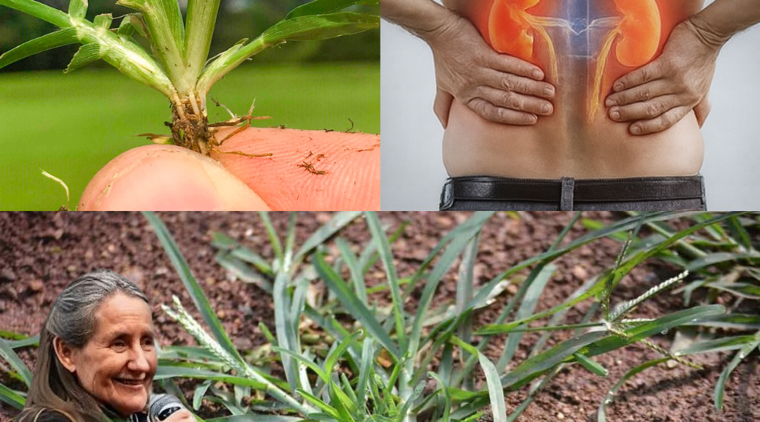 🌿 Unlock the Hidden Power of Goosegrass: Nature’s Overlooked Superhero