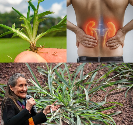 🌿 Unlock the Hidden Power of Goosegrass: Nature’s Overlooked Superhero 🌿 Unlock the Hidden Power of Goosegrass: Nature’s Overlooked Superhero