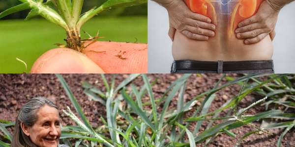 🌿 Unlock the Hidden Power of Goosegrass: Nature’s Overlooked Superhero