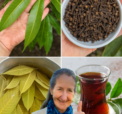 Unlock the Magic of Mango Leaf Tea with Cloves: Your New Wellness Obsession Unlock the Magic of Mango Leaf Tea with Cloves: Your New Wellness Obsession