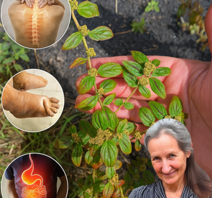 🌱 Euphorbia Hirta: The Astonishing Powerhouse of Nature’s Pharmacy 🌱 Euphorbia Hirta: The Astonishing Powerhouse of Nature’s Pharmacy