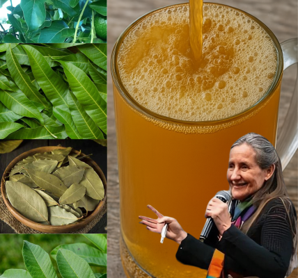 Nature’s Finest Healers: The Power of Avocado, Mango, Bay, and Guava Leaves Nature’s Finest Healers: The Power of Avocado, Mango, Bay, and Guava Leaves