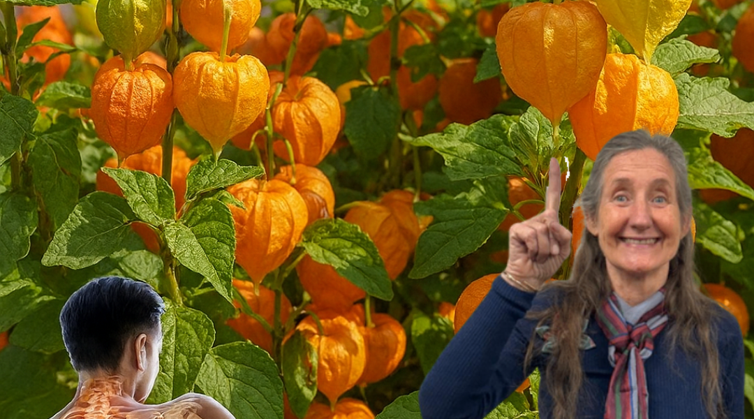 đ Goldenberries Unveiled: The Tiny Superfruit That Transforms Your Health and Vision đ Goldenberries Unveiled: The Tiny Superfruit That Transforms Your Health and Vision