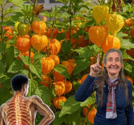 🌞 Goldenberries Unveiled: The Tiny Superfruit That Transforms Your Health and Vision 🌞 Goldenberries Unveiled: The Tiny Superfruit That Transforms Your Health and Vision