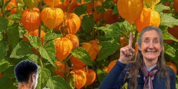 🌞 Goldenberries Unveiled: The Tiny Superfruit That Transforms Your Health and Vision 🌞 Goldenberries Unveiled: The Tiny Superfruit That Transforms Your Health and Vision