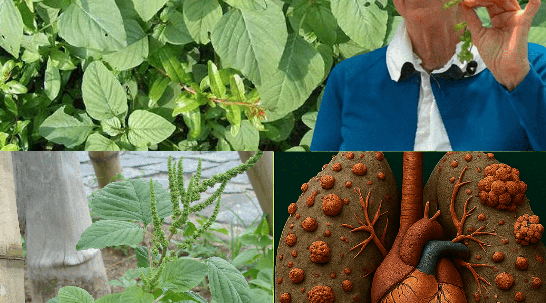 🌿 The Hidden Superfood in Your Backyard: Why Pigweed Greens Are Your New Wellness Secret 🌿 The Hidden Superfood in Your Backyard: Why Pigweed Greens Are Your New Wellness Secret