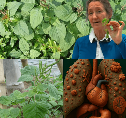 🌿 The Hidden Superfood in Your Backyard: Why Pigweed Greens Are Your New Wellness Secret 🌿 The Hidden Superfood in Your Backyard: Why Pigweed Greens Are Your New Wellness Secret