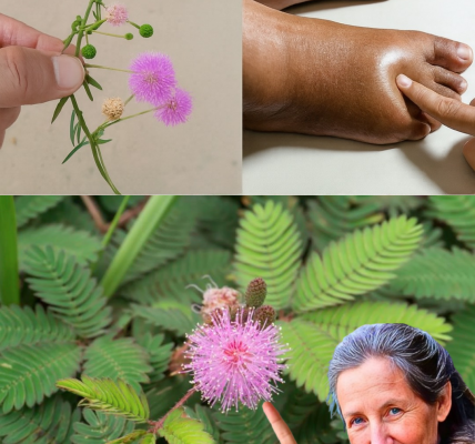 🌱 Mimosa Pudica: 30 Life-Changing Benefits and DIY Remedies to Transform Your Wellness 🌱 Mimosa Pudica: 30 Life-Changing Benefits and DIY Remedies to Transform Your Wellness