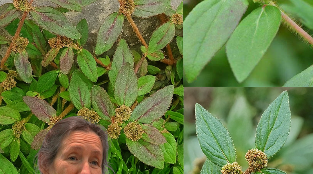 🌿 Discover the Hidden Gold in Your Backyard: Euphorbia Hirta’s Life-Changing Benefits 🌿 Discover the Hidden Gold in Your Backyard: Euphorbia Hirta’s Life-Changing Benefits