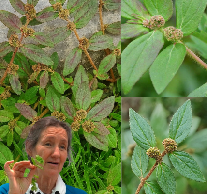 🌿 Discover the Hidden Gold in Your Backyard: Euphorbia Hirta’s Life-Changing Benefits 🌿 Discover the Hidden Gold in Your Backyard: Euphorbia Hirta’s Life-Changing Benefits
