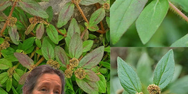 🌿 Discover the Hidden Gold in Your Backyard: Euphorbia Hirta’s Life-Changing Benefits 🌿 Discover the Hidden Gold in Your Backyard: Euphorbia Hirta’s Life-Changing Benefits