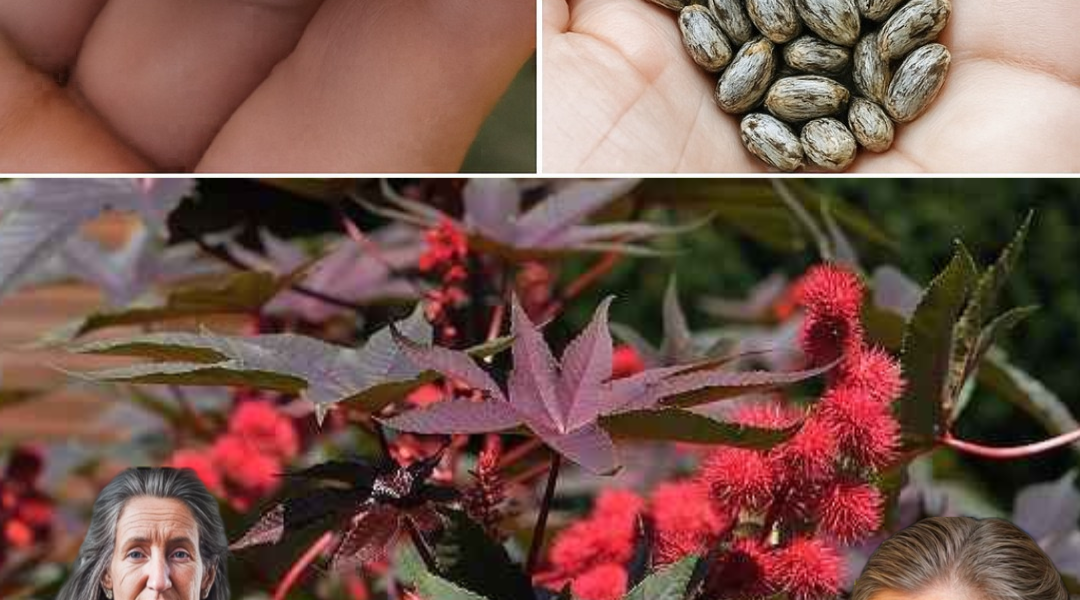 đż Unveil the Golden Elixir: 7 Life-Changing Benefits of Castor Oil You Canât Ignore đż Unveil the Golden Elixir: 7 Life-Changing Benefits of Castor Oil You Canât Ignore