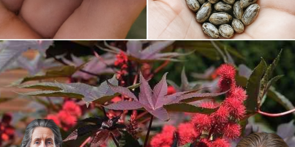 🌿 Unveil the Golden Elixir: 7 Life-Changing Benefits of Castor Oil You Can’t Ignore 🌿 Unveil the Golden Elixir: 7 Life-Changing Benefits of Castor Oil You Can’t Ignore