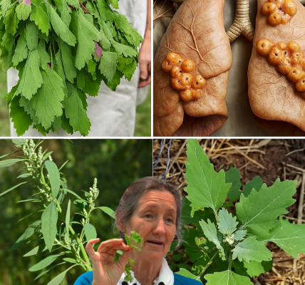 The Hidden Power of Lamb’s Quarters: Nature’s Overlooked Superfood The Hidden Power of Lamb’s Quarters: Nature’s Overlooked Superfood