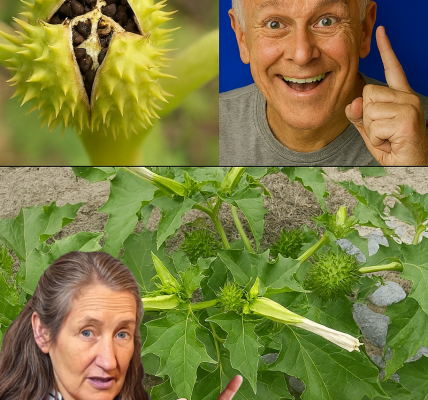 Unveiling the Enigmatic Datura: Natureās Bewitching Secret Unveiling the Enigmatic Datura: Natureās Bewitching Secret