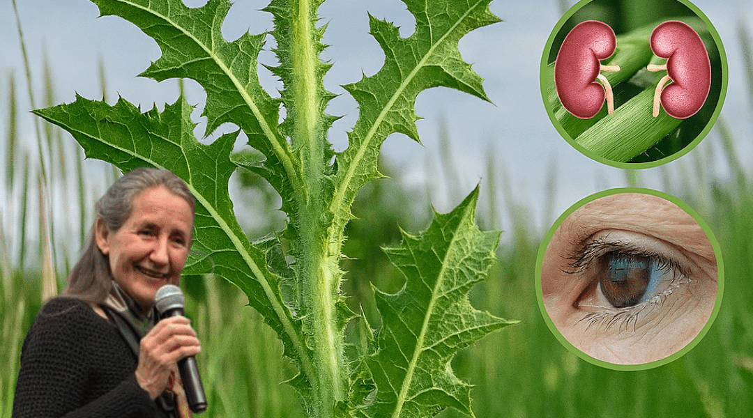 Unveiling the Hidden Power of Prickly Lettuce: Nature’s Unsung Hero Unveiling the Hidden Power of Prickly Lettuce: Nature’s Unsung Hero