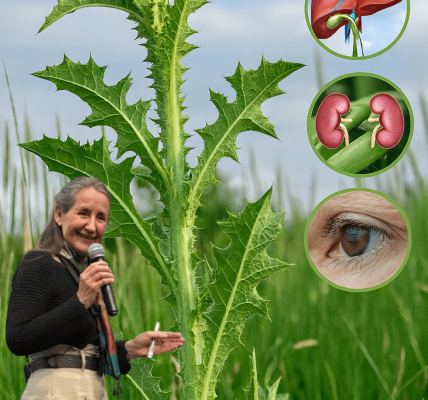 Unveiling the Hidden Power of Prickly Lettuce: Nature’s Unsung Hero Unveiling the Hidden Power of Prickly Lettuce: Nature’s Unsung Hero