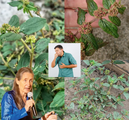 Unveiling the Power of Euphorbia Hirta: Natureās Hidden Healer Unveiling the Power of Euphorbia Hirta: Natureās Hidden Healer