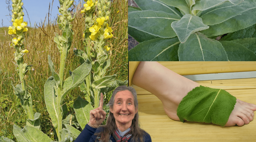 Unlock the Secret: Why Mullein Leaves on Your Feet Could Transform Your Health Unlock the Secret: Why Mullein Leaves on Your Feet Could Transform Your Health