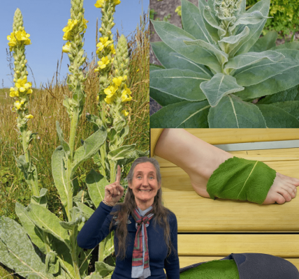 Unlock the Secret: Why Mullein Leaves on Your Feet Could Transform Your Health Unlock the Secret: Why Mullein Leaves on Your Feet Could Transform Your Health